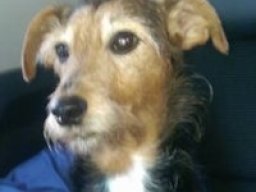 wire_fox_pinscher_1_20220626_1367614539